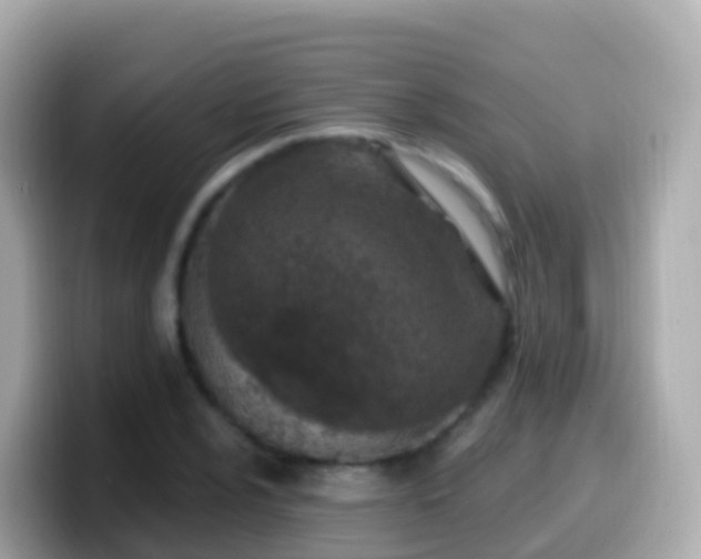 X0000099581024200805231546