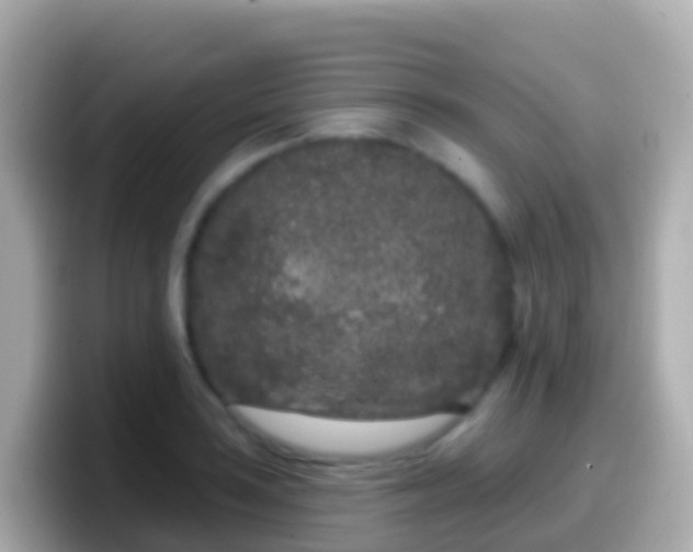 X0000099581035200805231547