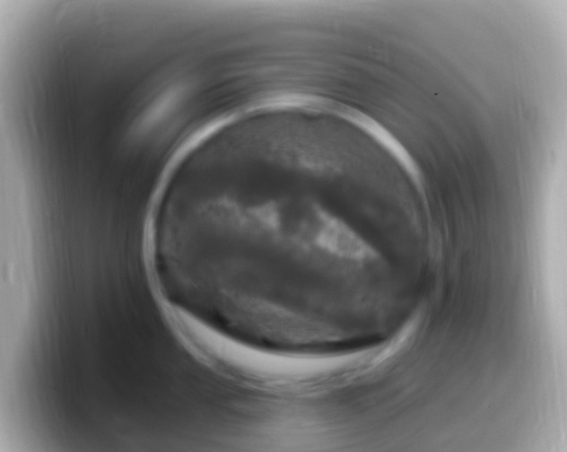 X0000099581053200805231547