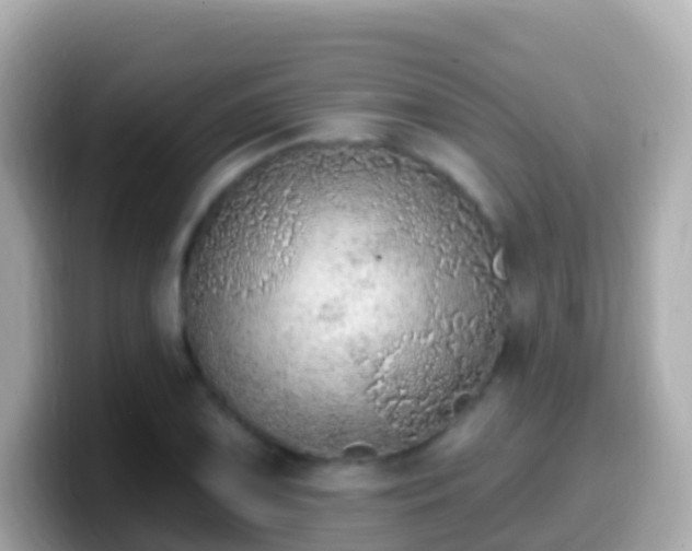 X0000099581075200805231546