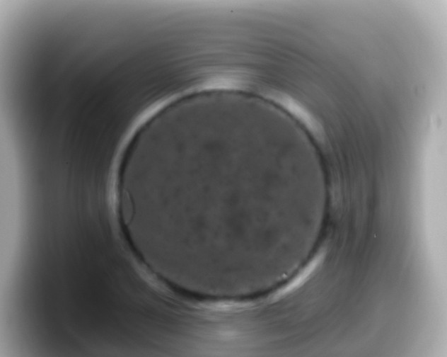 X0000099581077200805231546