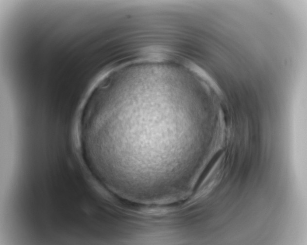 X0000099581083200805231546
