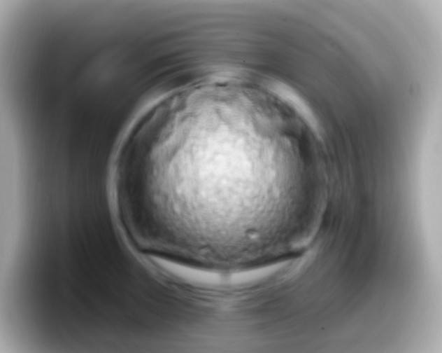 X0000099581235200805231544