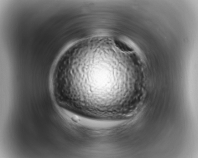 X0000099581243200805231544