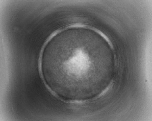 X0000099581245200805231544