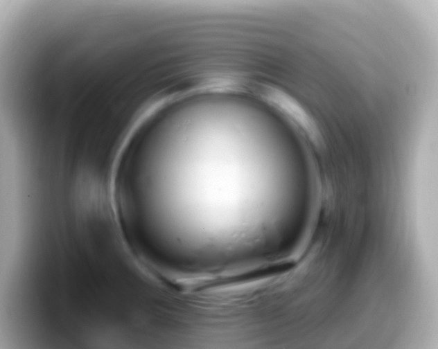 X0000099581283200805231543