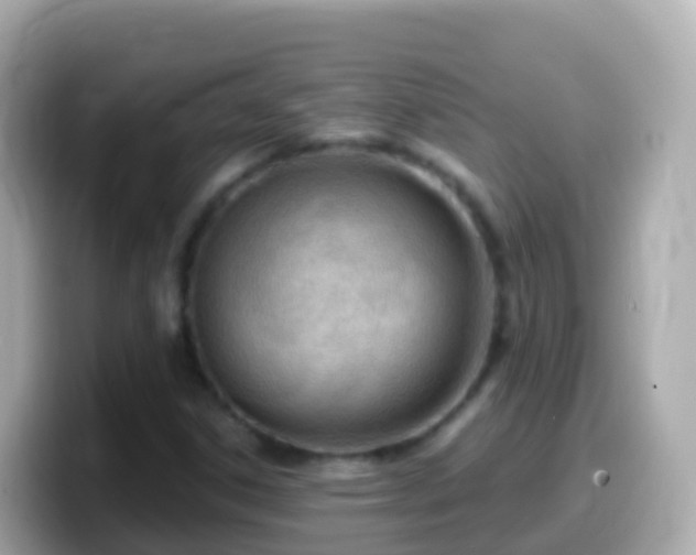 X0000099581306200805231543