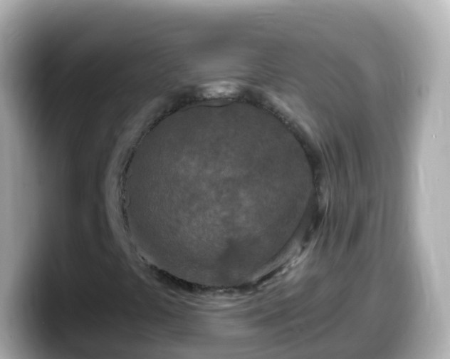 X0000099581441200805231541