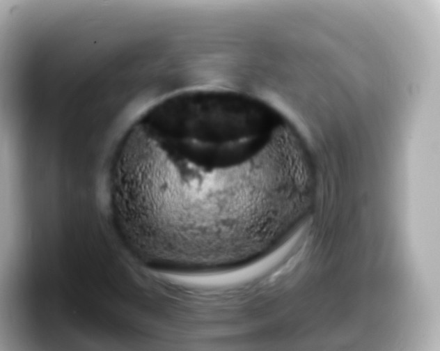 X0000099581455200805231541