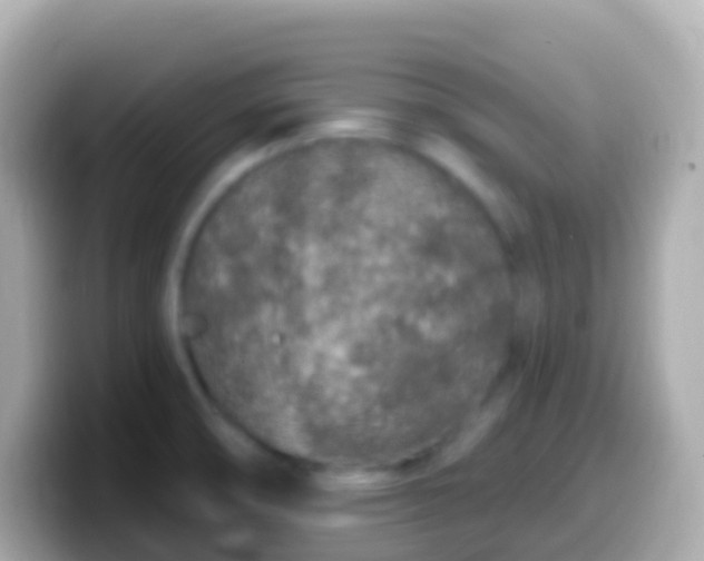 X0000099581474200805231541