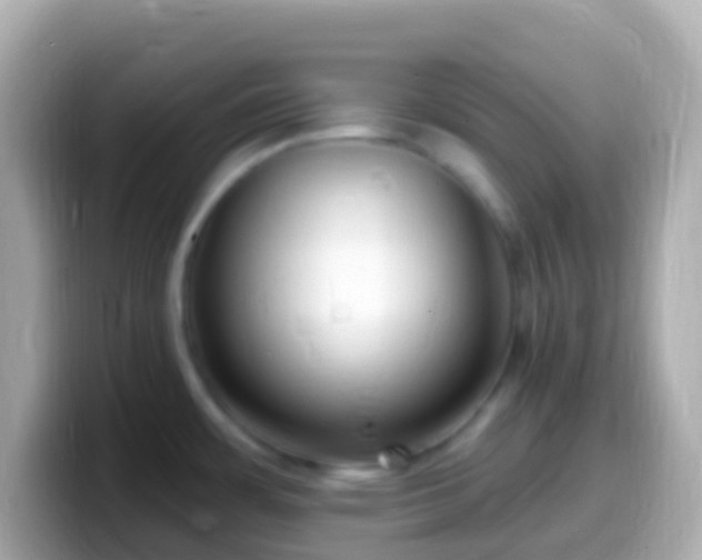 X0000099581483200805231541