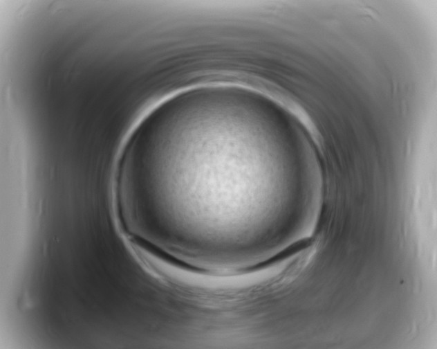 X0000099581533200805231541