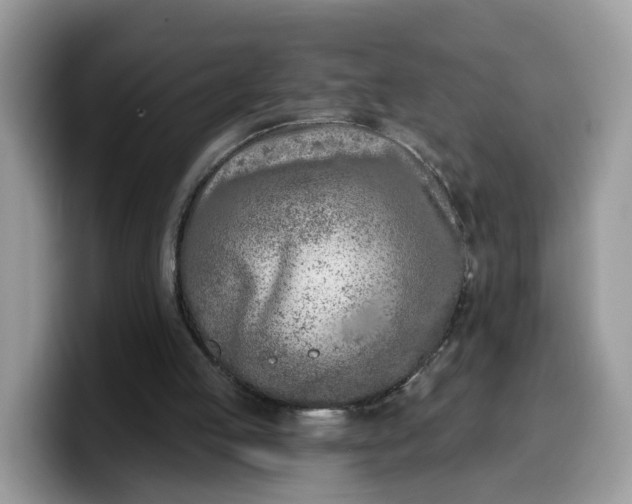 X0000099580053200805301607