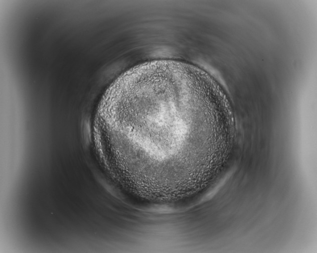 X0000099580061200805301607