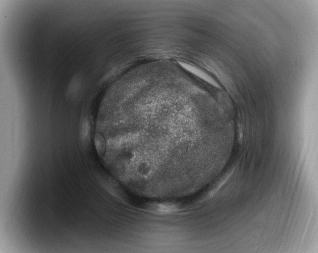 X0000099580165200805301606