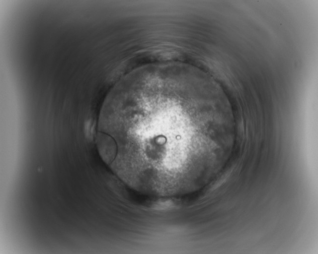 X0000099580177200805301606