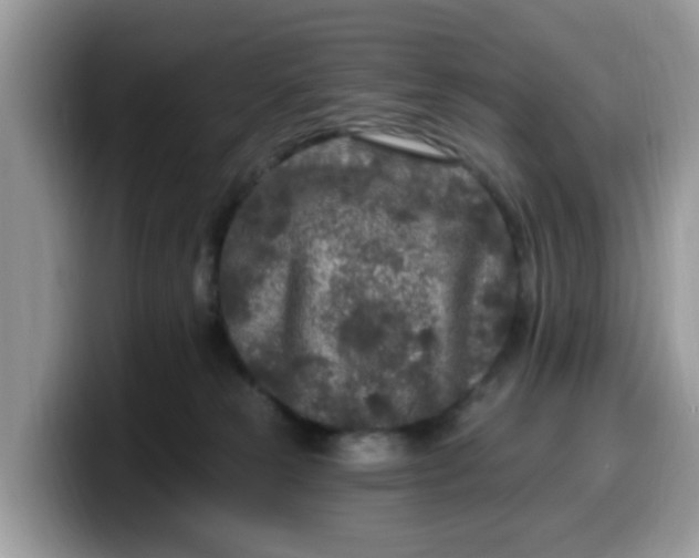 X0000099580181200805301606