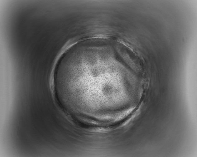 X0000099580198200805301606