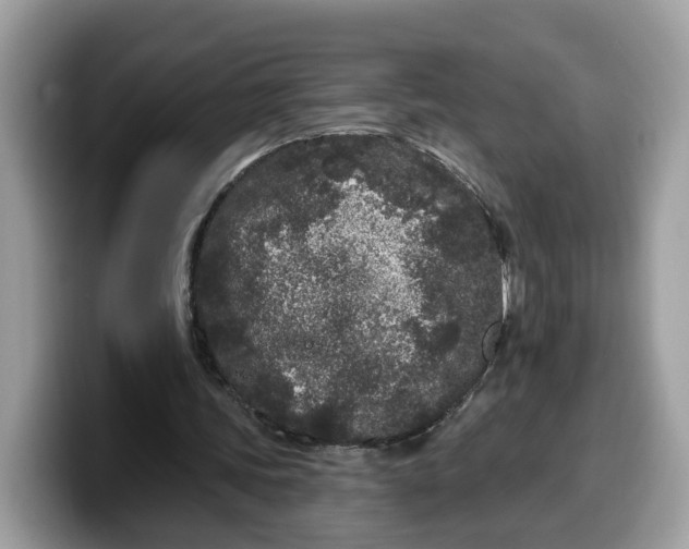 X0000099580339200805301603