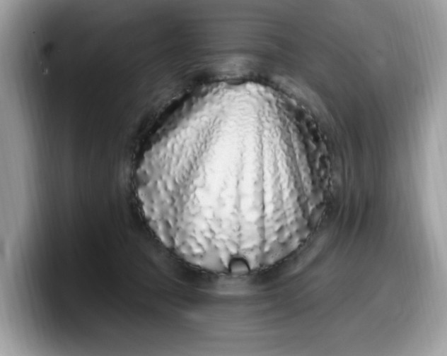 X0000099580369200805301604