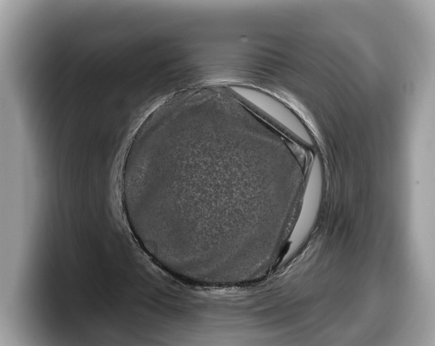 X0000099580385200805301603