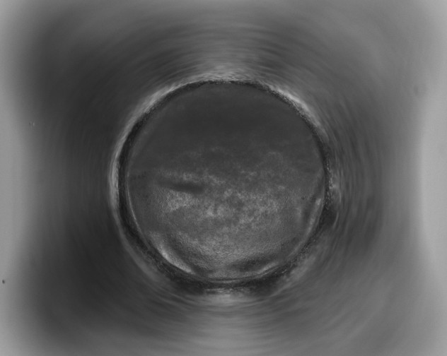 X0000099580678200805301600