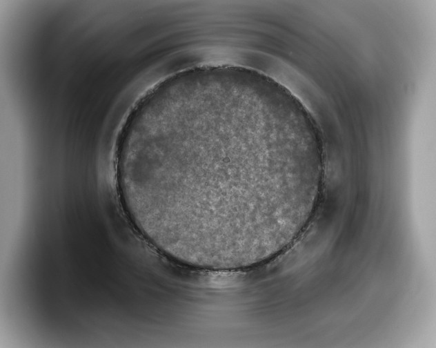 X0000099580832200805301558