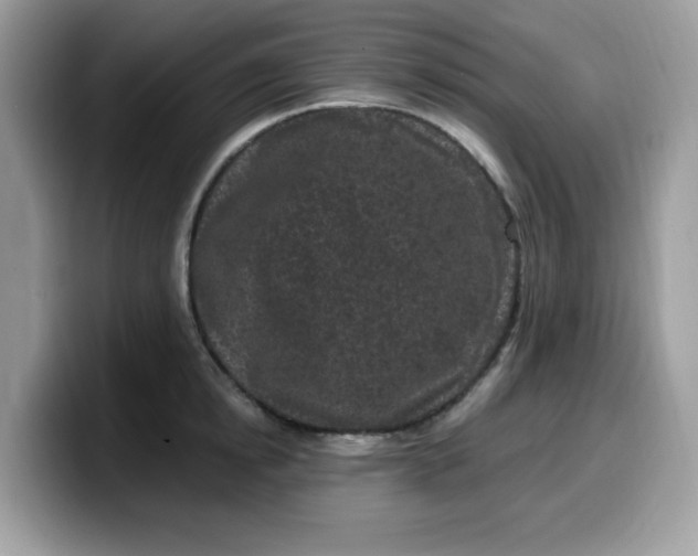 X0000099580854200805301558