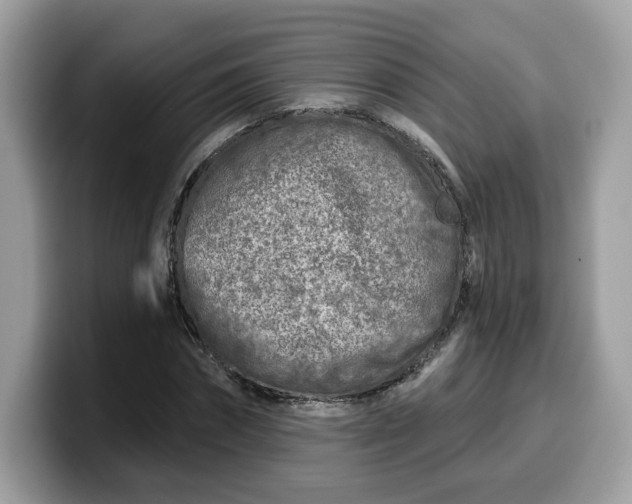 X0000099580874200805301557