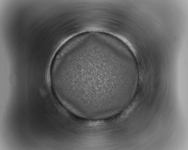 X0000099580887200805301557