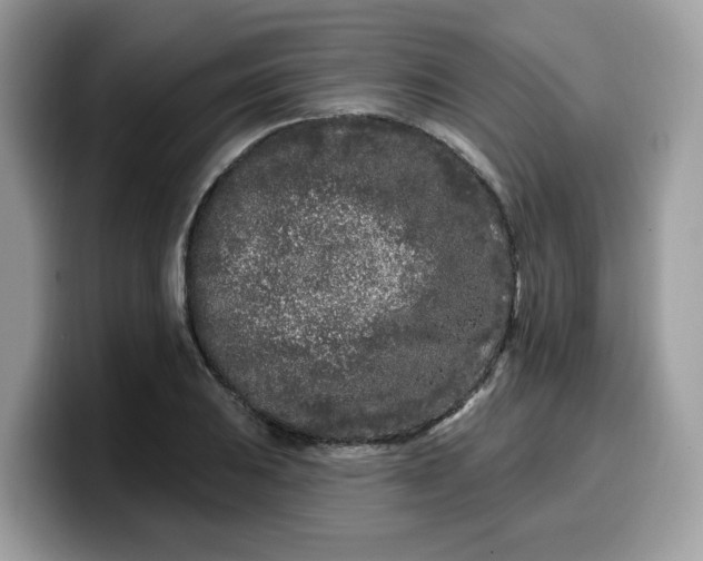 X0000099581031200805301555