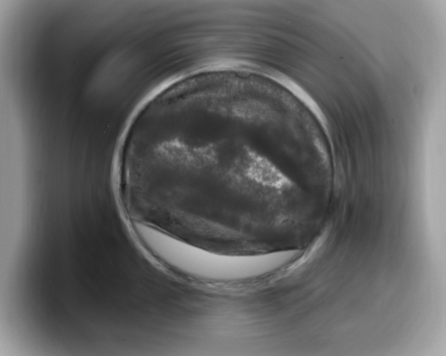 X0000099581053200805301556