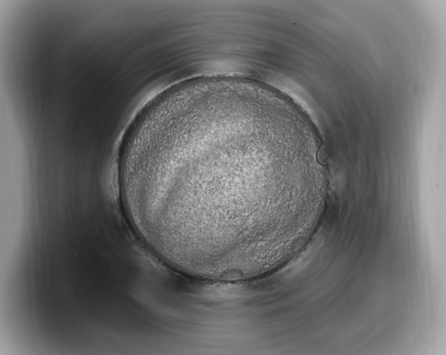 X0000099581075200805301555