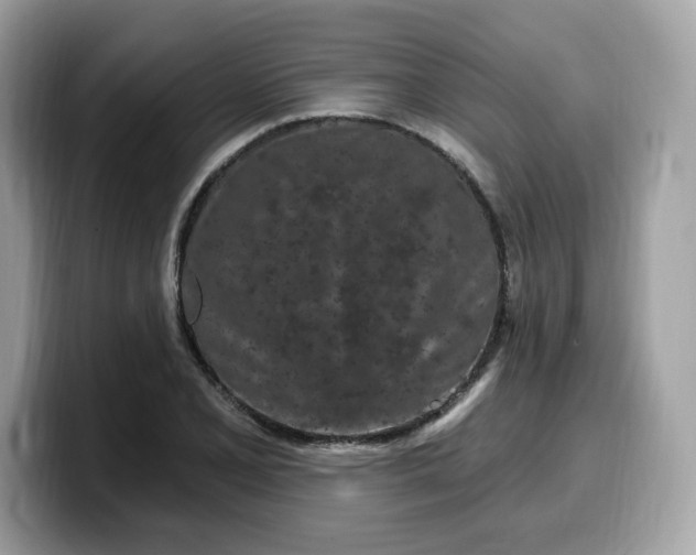 X0000099581077200805301555