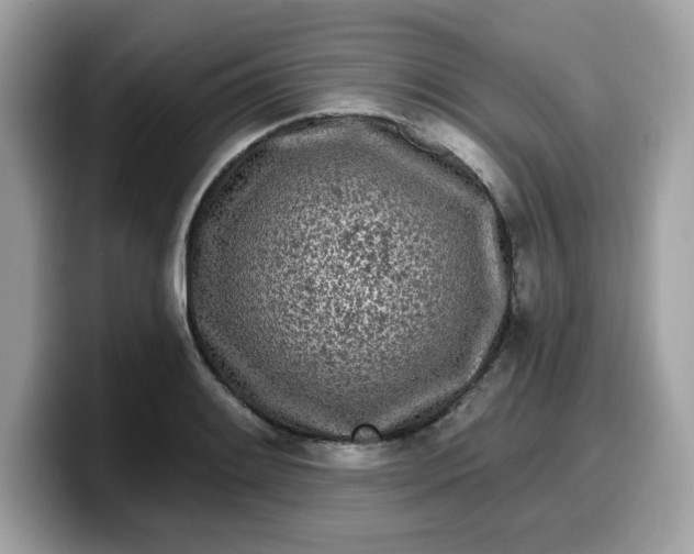 X0000099581084200805301555