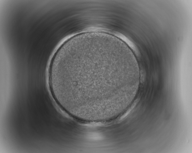 X0000099581094200805301555