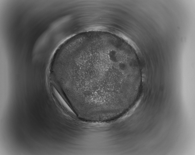 X0000099581117200805301554