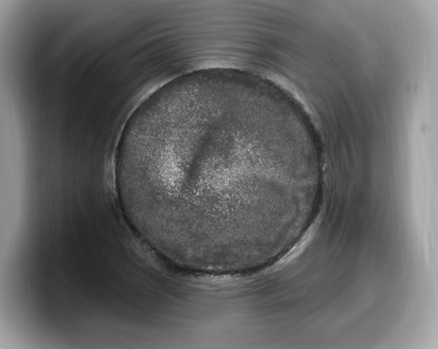 X0000099581121200805301554