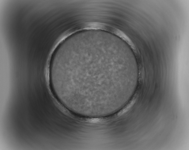 X0000099581130200805301554