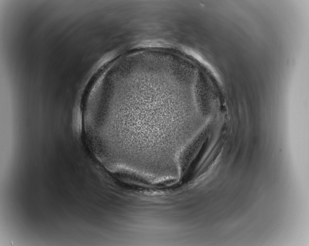 X0000099581221200805301553