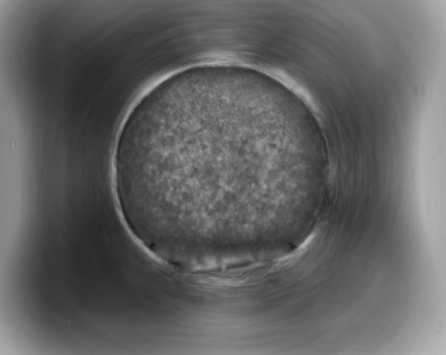 X0000099581239200805301553