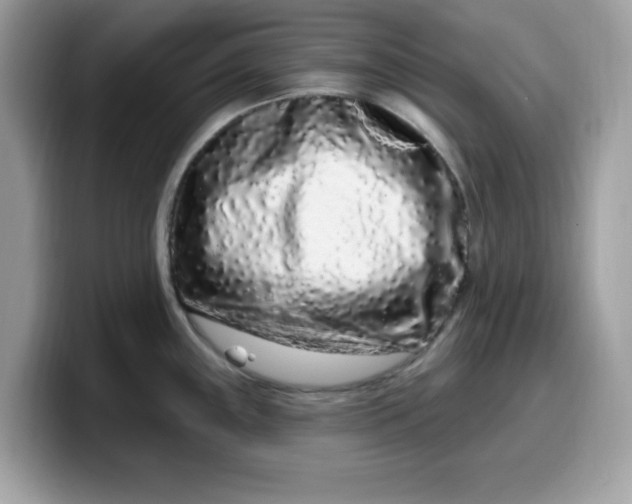 X0000099581243200805301553