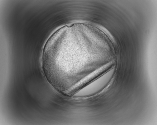 X0000099581244200805301553