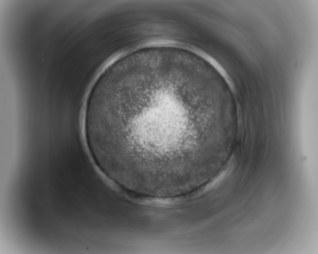 X0000099581245200805301553