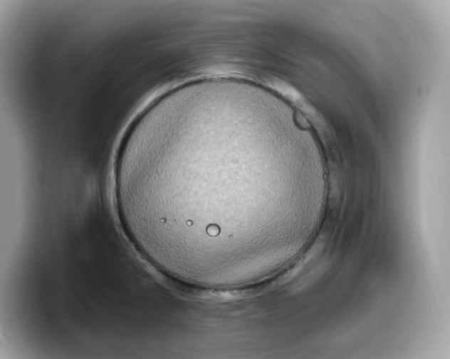 X0000099581286200805301552