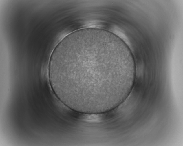 X0000099581338200805301552