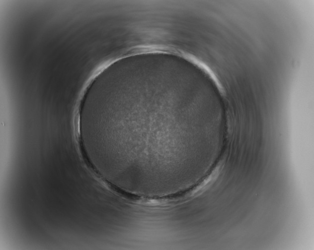 X0000099581365200805301551