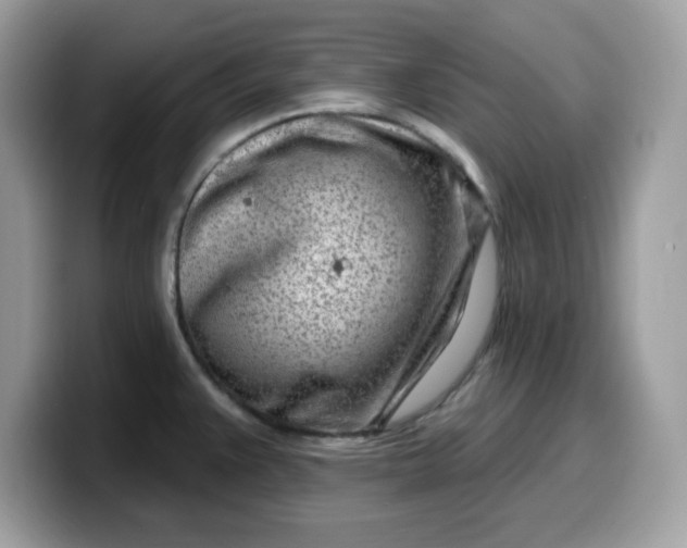 X0000099581383200805301551