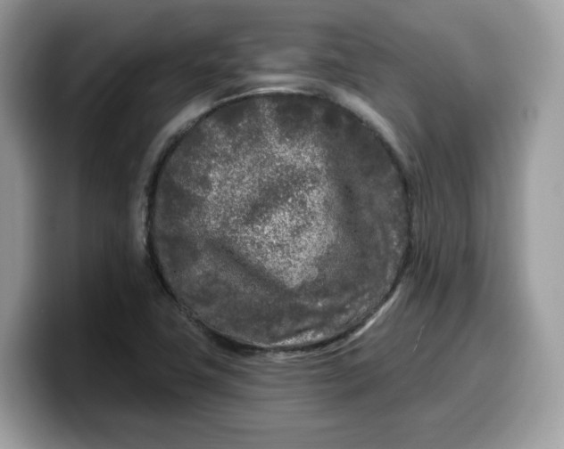 X0000099581411200805301551