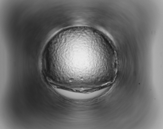 X0000099581415200805301551